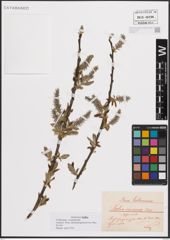 Foto von Salix cinerea L.